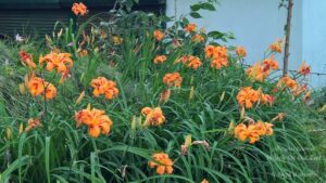 Shillong Holiday -- Itinerary