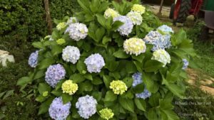 Shillong Holiday -- Itinerary