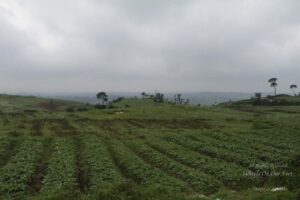 Day trip to Cherrapunjee from Shillong