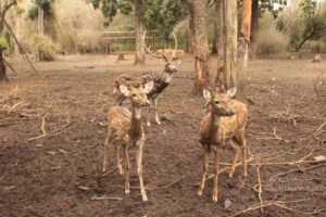 Sightseeing in Coorg, Karnataka (India)