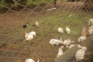 Sightseeing in Coorg, Karnataka (India)