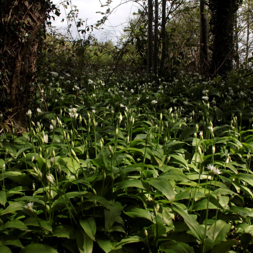 Holiday tour in Scotland