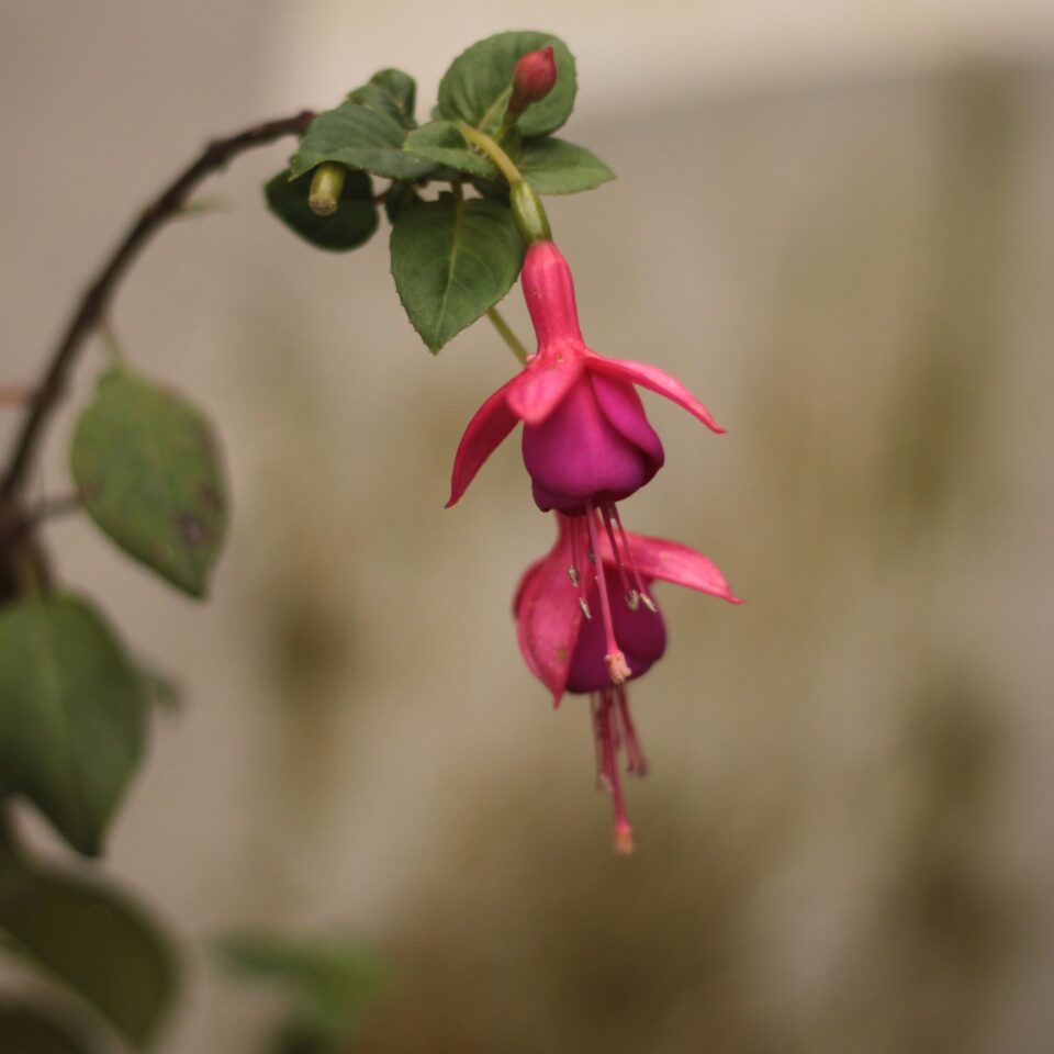 Flowers in Chail, Himachal Pradesh (