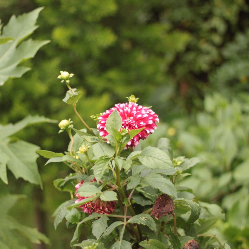 Flowers in Chail, Himachal Pradesh (