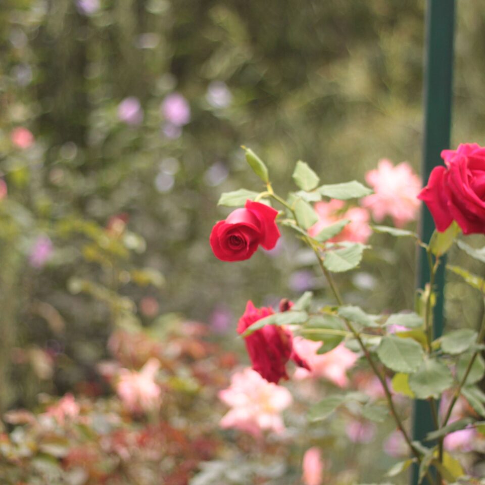 Flowers in Chail, Himachal Pradesh (