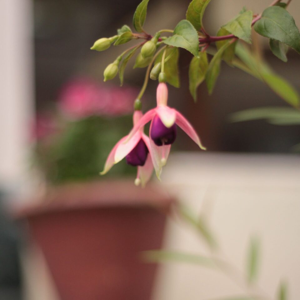 Flowers in Chail, Himachal Pradesh (