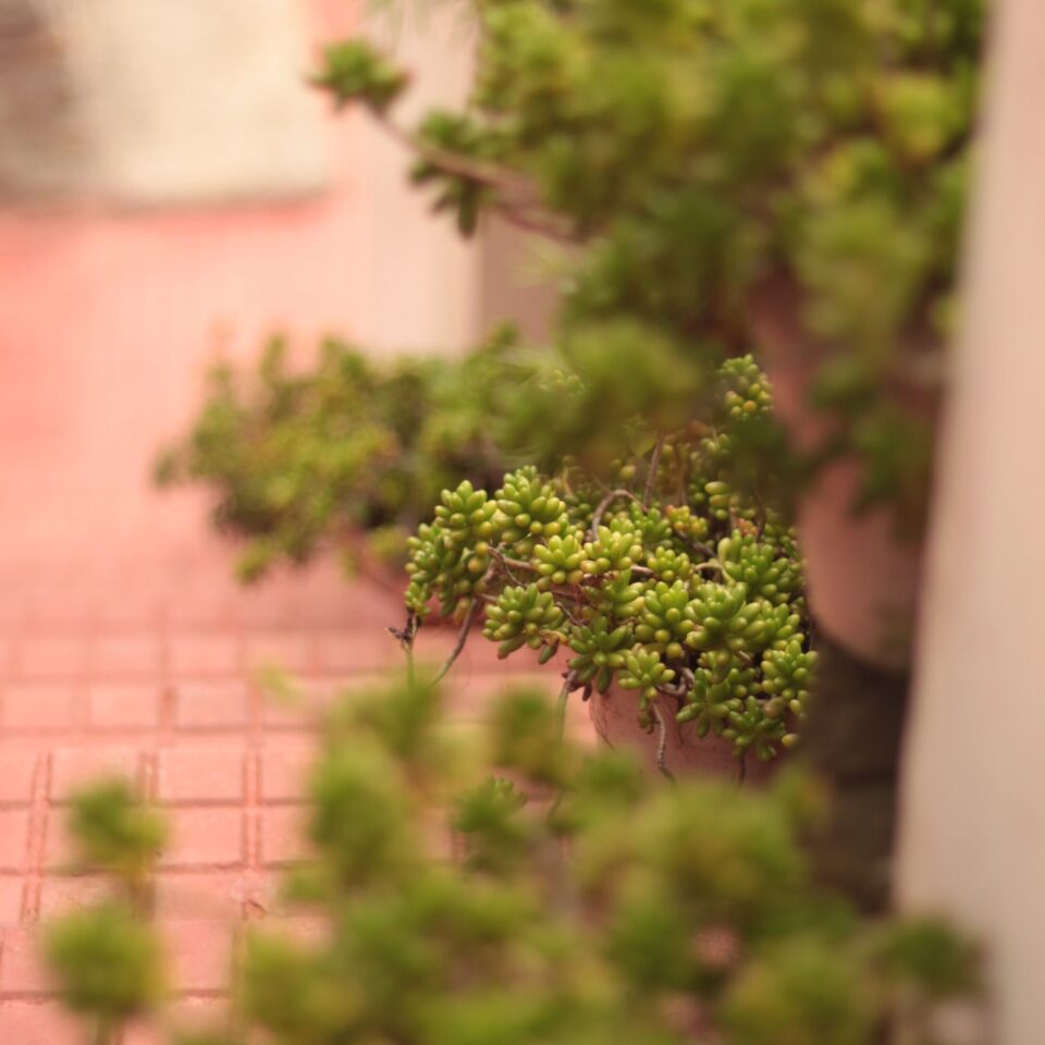 Flowers in Chail, Himachal Pradesh (