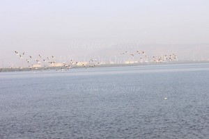Flamingoes in Sewri Mudflat, Mumbai