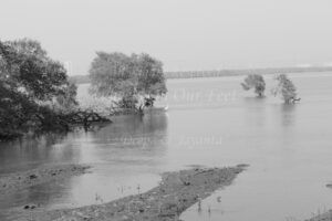 Flamingoes in Sewri Mudflat, Mumbai