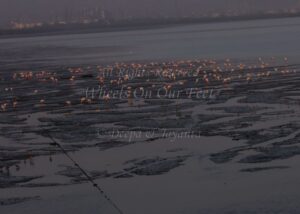 Flamingoes in Sewri Mudflat, Mumbai