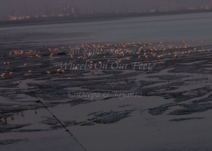 Flamingoes in Sewri Mudflat, Mumbai