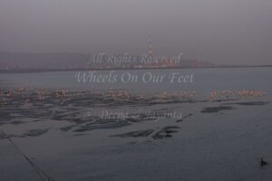 Flamingoes in Sewri Mudflat, Mumbai