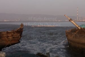 Flamingoes in Sewri Mudflat, Mumbai
