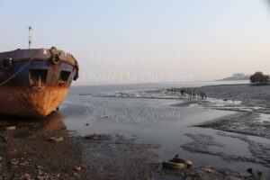 Flamingoes in Sewri Mudflat, Mumbai