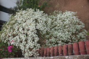 Mitali Homestay in Shantiniketan