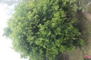 Mitali Homestay in Shantiniketan