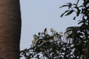 Mitali Homestay in Shantiniketan