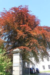 Walk down the Royal Mile in Edinburgh (Scotland)