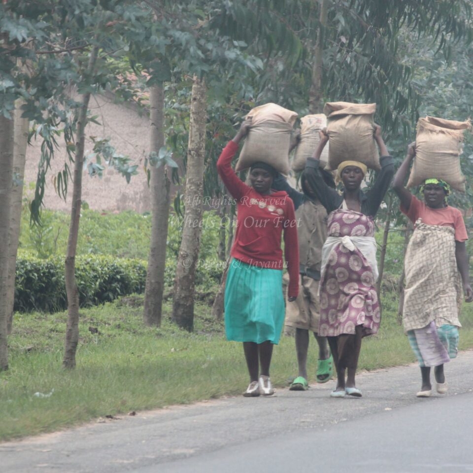Drive from Kigali to Gisenyi, in Rwanda.