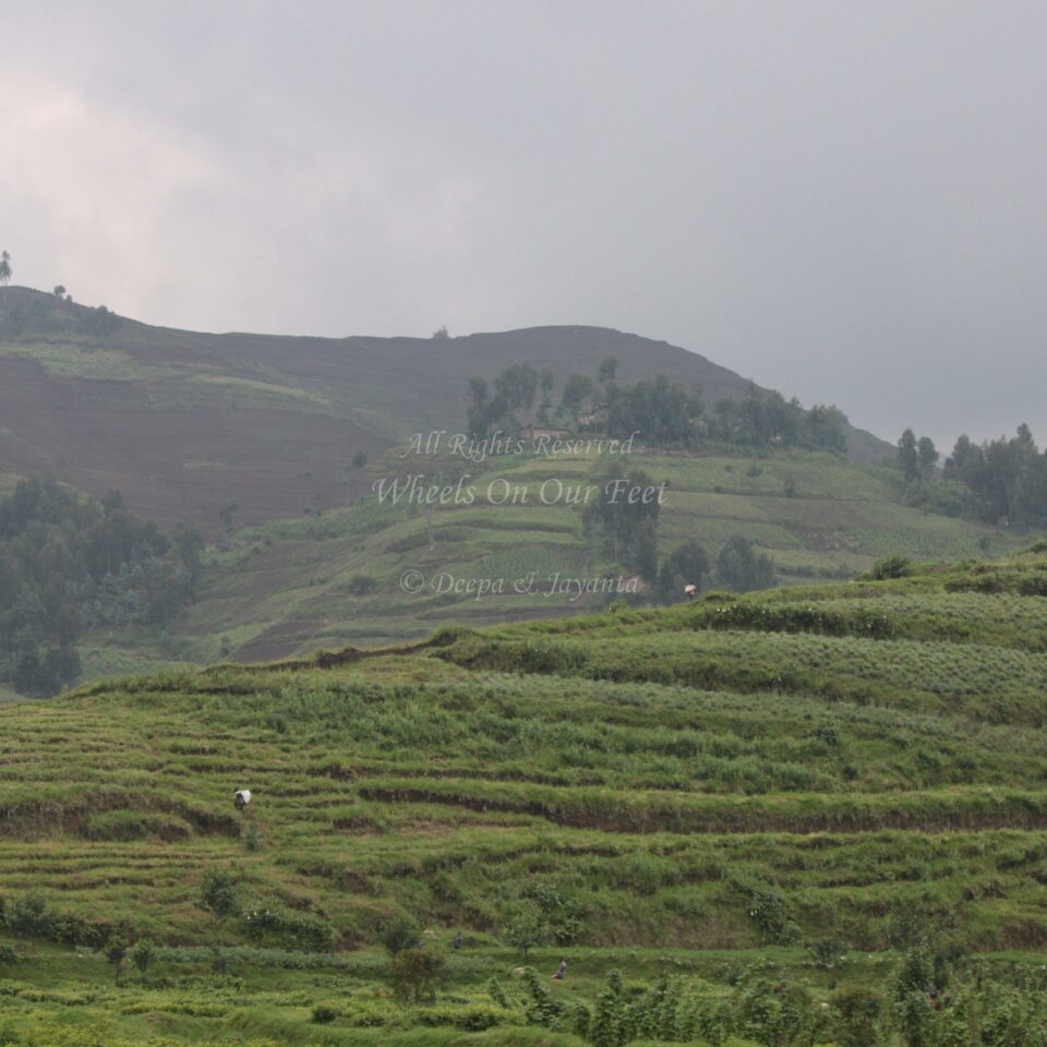 Drive from Kigali to Gisenyi, in Rwanda.