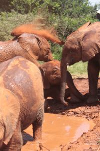 Tour of David Sheldrick Elephant Centre in Nairobi, Kenya