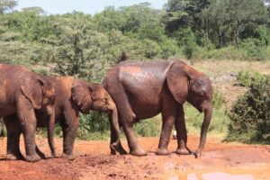 Tour of David Sheldrick Elephant Centre in Nairobi, Kenya
