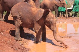 Tour of David Sheldrick Elephant Centre in Nairobi, Kenya