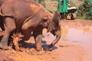 Tour of David Sheldrick Elephant Centre in Nairobi, Kenya