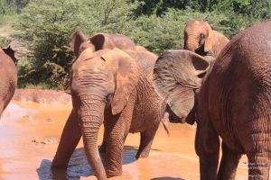 Tour of David Sheldrick Elephant Centre in Nairobi, Kenya