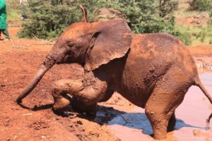 Tour of David Sheldrick Elephant Centre in Nairobi, Kenya