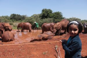 Tour of David Sheldrick Elephant Centre in Nairobi, Kenya