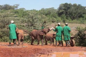 Tour of David Sheldrick Elephant Centre in Nairobi, Kenya