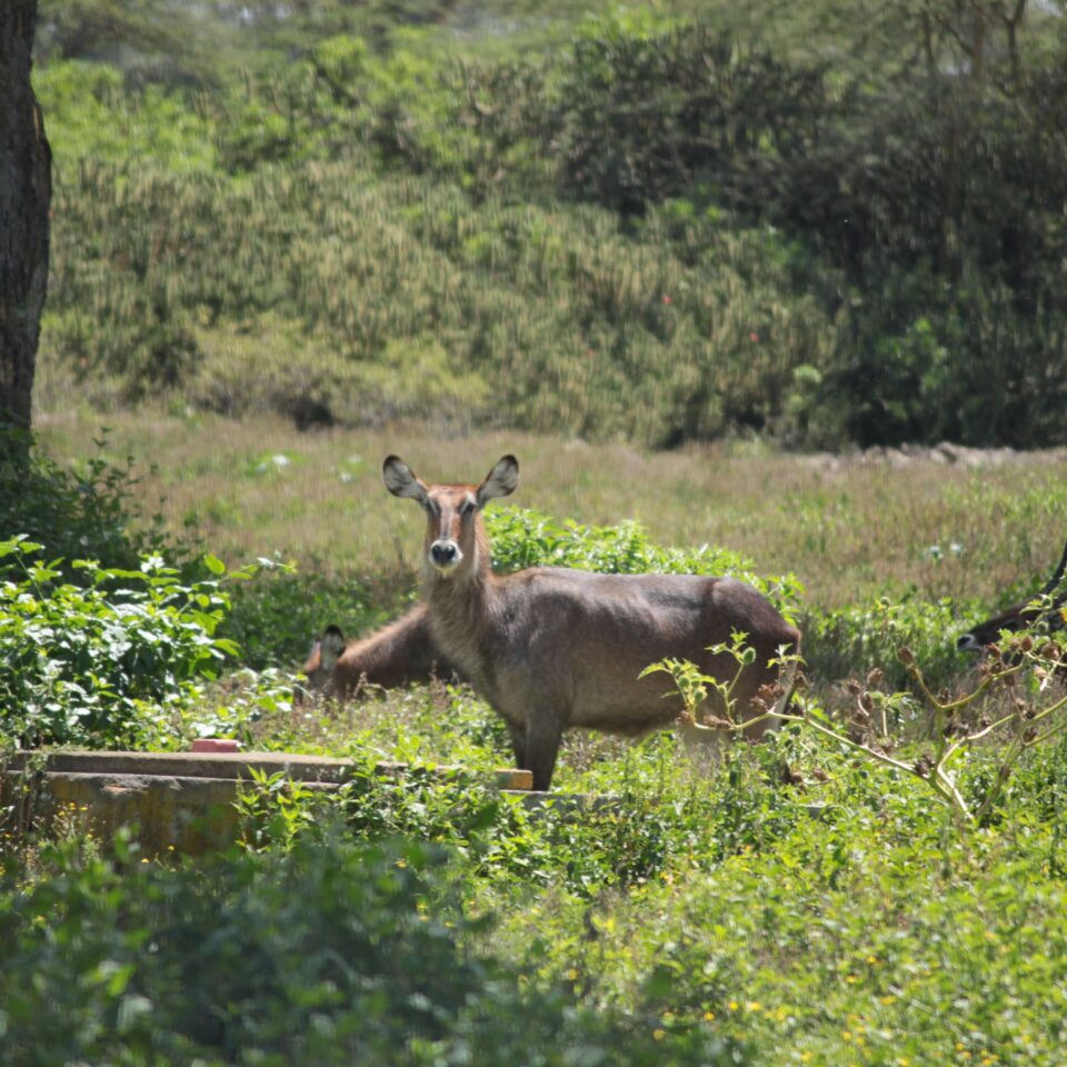 A Walk In The Woods of Lake Naivasha, Kenya