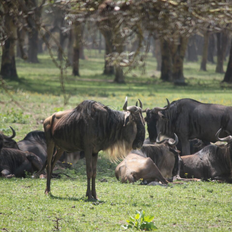 A Walk In The Woods of Lake Naivasha, Kenya