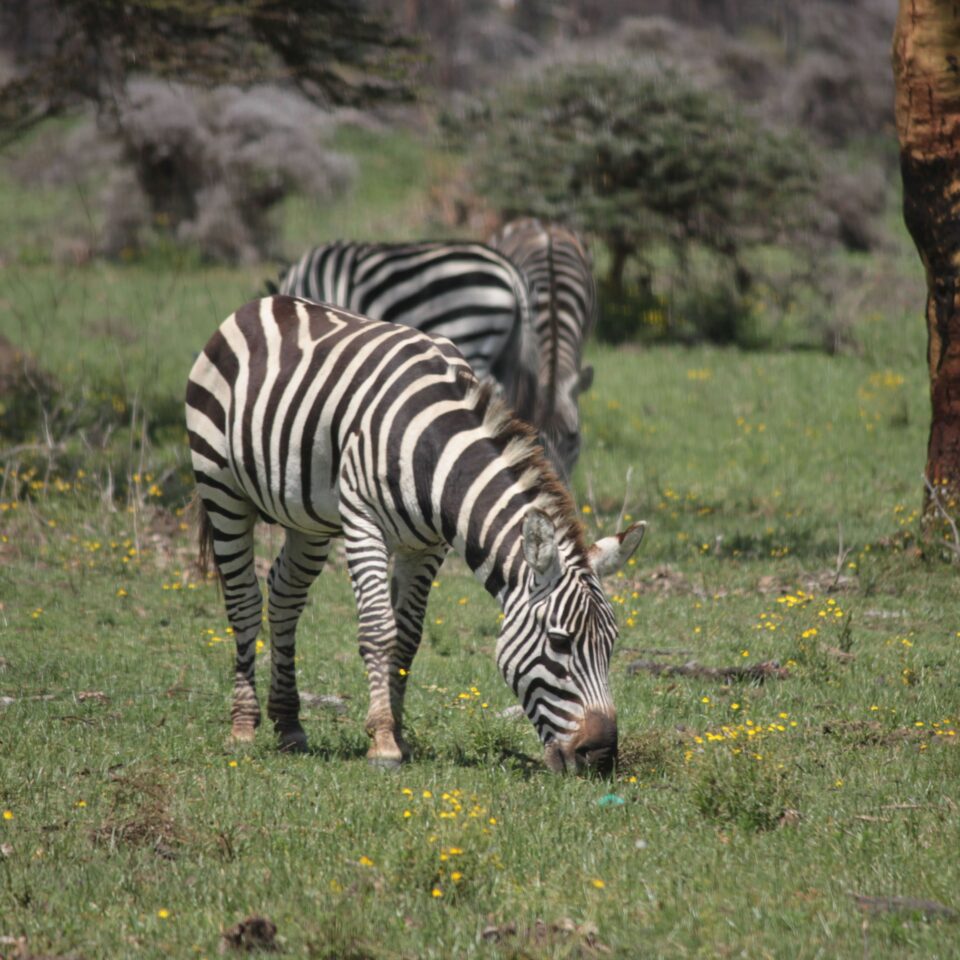 A Walk In The Woods of Lake Naivasha, Kenya