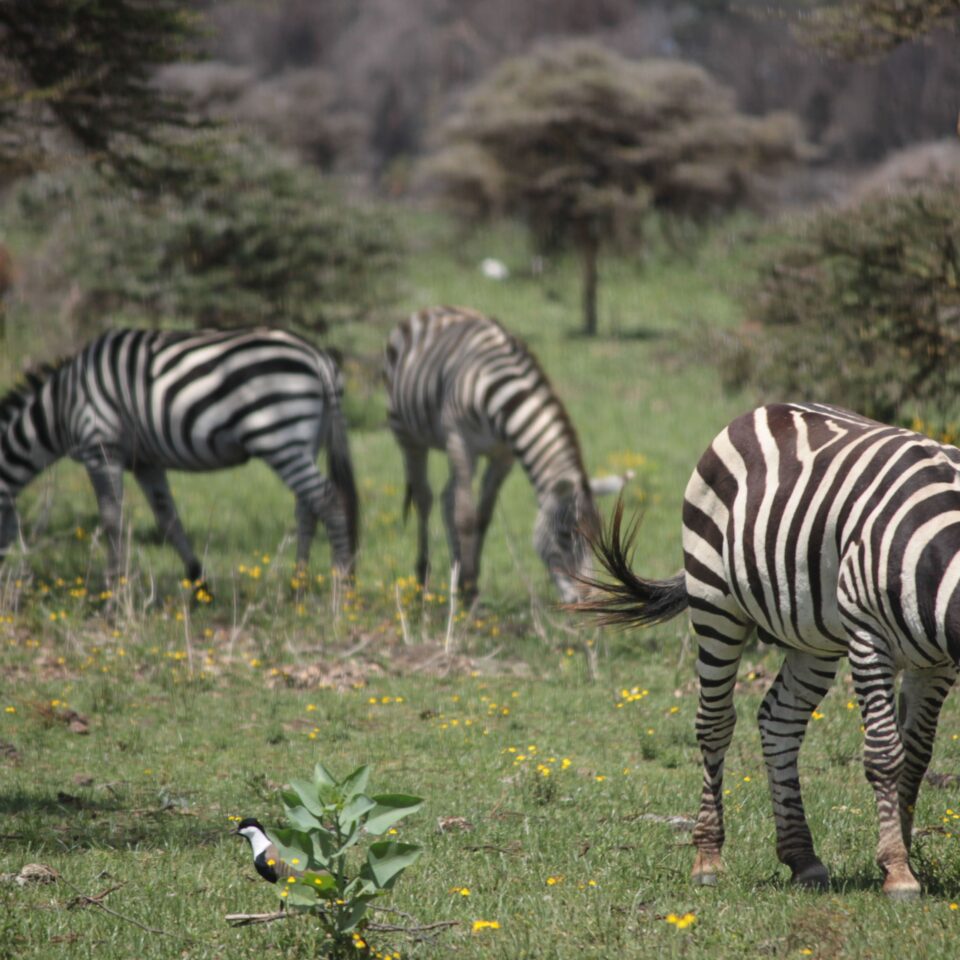 A Walk In The Woods of Lake Naivasha, Kenya
