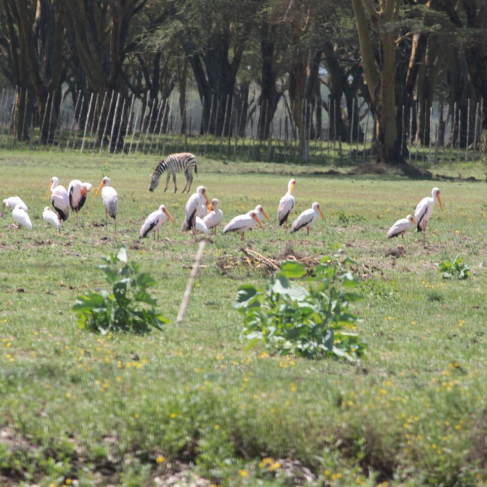 A Walk In The Woods of Lake Naivasha, Kenya