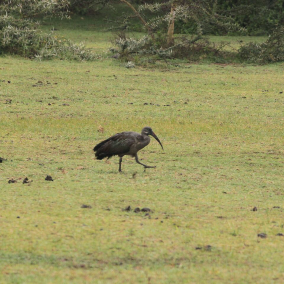 Hotel Review: Lake Naivasha Sopa Resort, Kenya