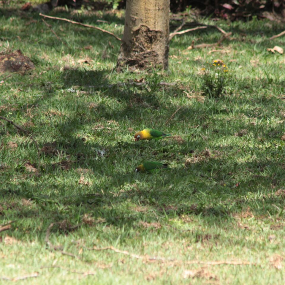 Hotel Review: Lake Naivasha Sopa Resort, Kenya