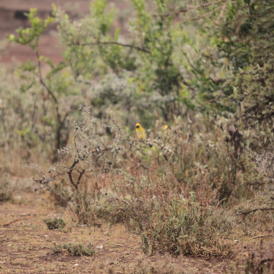 How is the Drive from Naivasha to Masai Mara