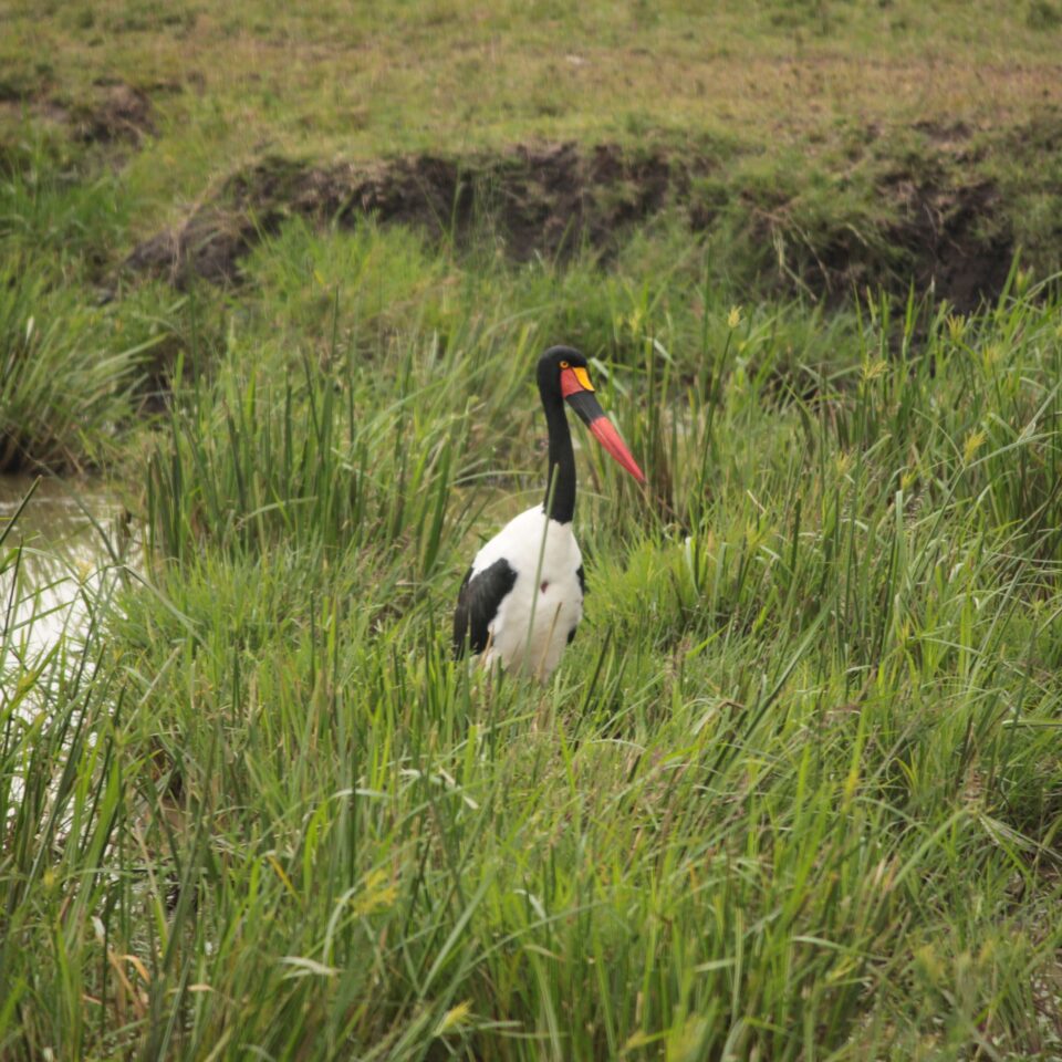 Maasai Mara Sunset Safari/Game Drive