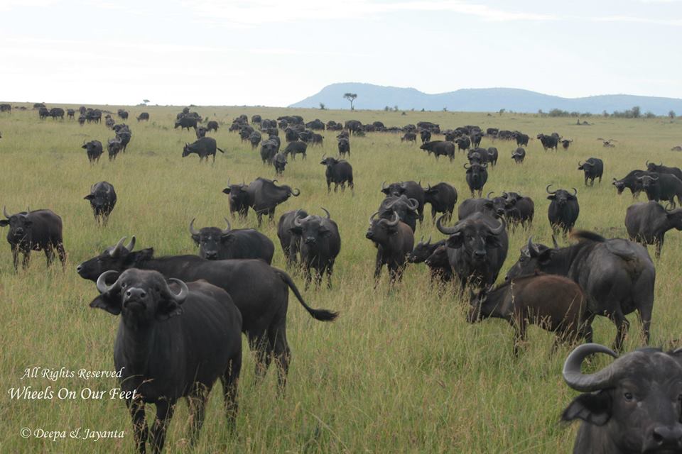 Full-day game drive in Maasai Mara