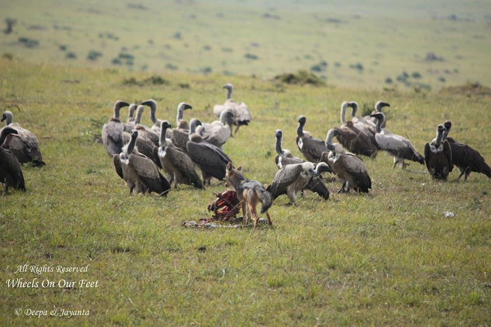 Full-day game drive in Maasai Mara