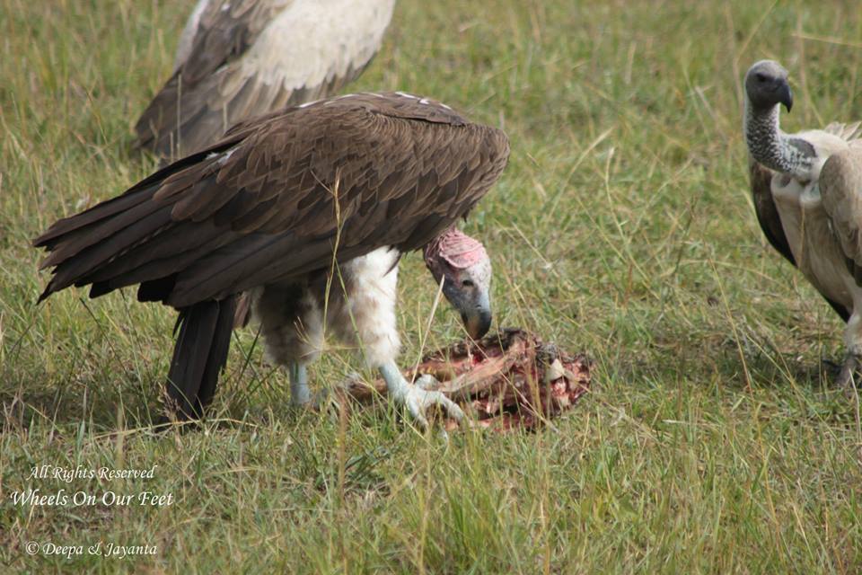 Full-day game drive in Maasai Mara