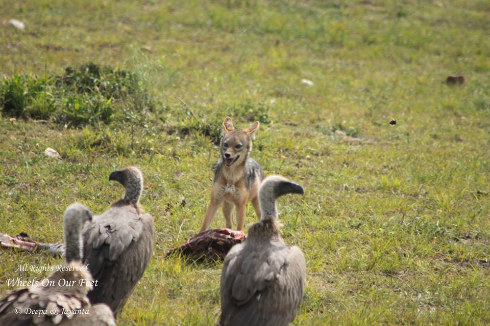 Full-day game drive in Maasai Mara