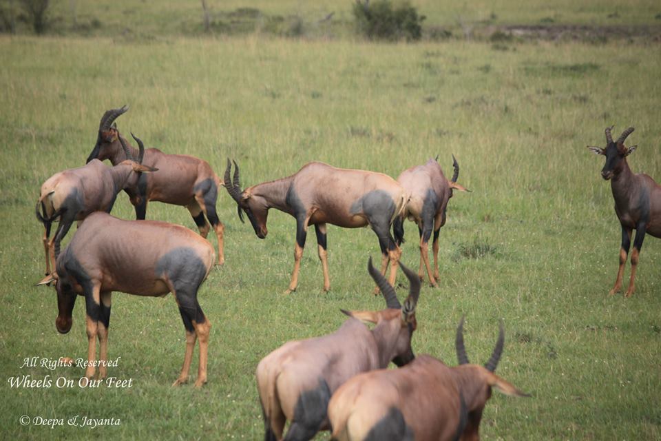 Full-day game drive in Maasai Mara
