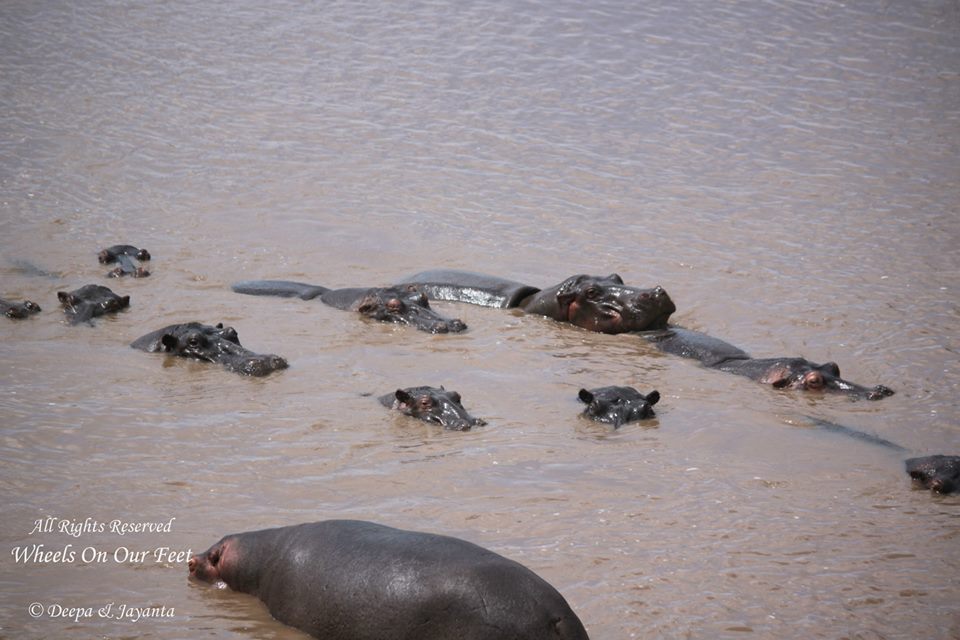 Full-day game drive in Maasai Mara