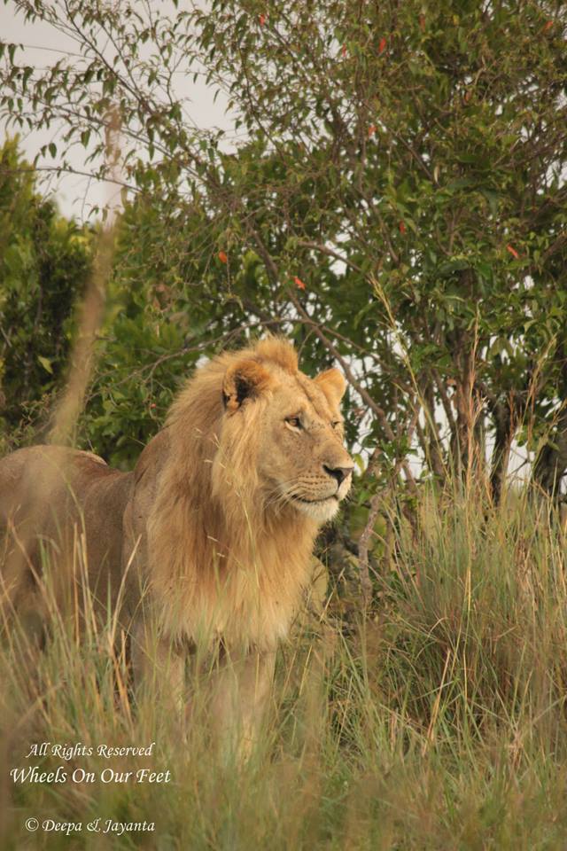 Full-day game drive in Maasai Mara