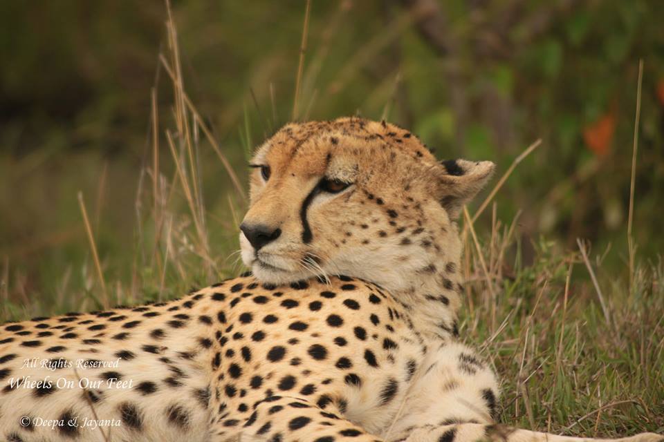 Full-day game drive in Maasai Mara