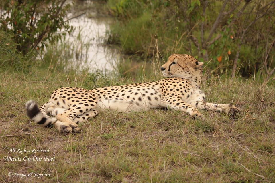 Full-day game drive in Maasai Mara